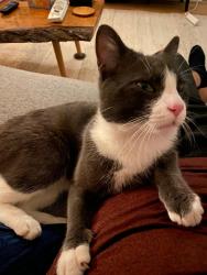 Found/Stray Male Cat last seen Fendall St., Washington, DC 20020