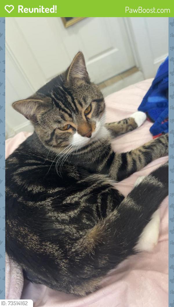 Reunited Male Cat last seen Near bob sikes blvd, Fort Walton Beach, FL 32547