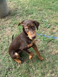 Shelter Stray Male Dog last seen Near Airport Boulevard, AUSTIN, TX, 78722, 7201 Levander Loop bldg a, Austin, TX 78702, USA
