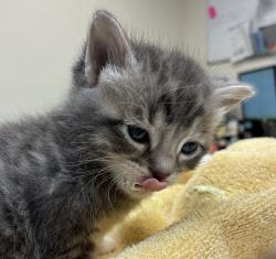 Shelter Stray Male Cat last seen SE Division & SE 130th, PORTLAND, OR, 97236, 1700 W Historic Columbia River Hwy, Troutdale, OR 97060, USA