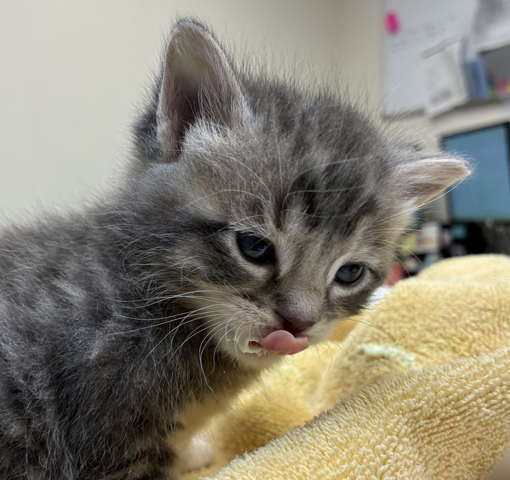 Shelter Stray Male Cat last seen SE Division & SE 130th, PORTLAND, OR, 97236, 1700 W Historic Columbia River Hwy, Troutdale, OR 97060, USA