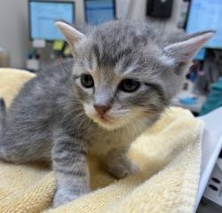 Shelter Stray Male Cat last seen SE Division & SE 130th, PORTLAND, OR, 97236, 1700 W Historic Columbia River Hwy, Troutdale, OR 97060, USA