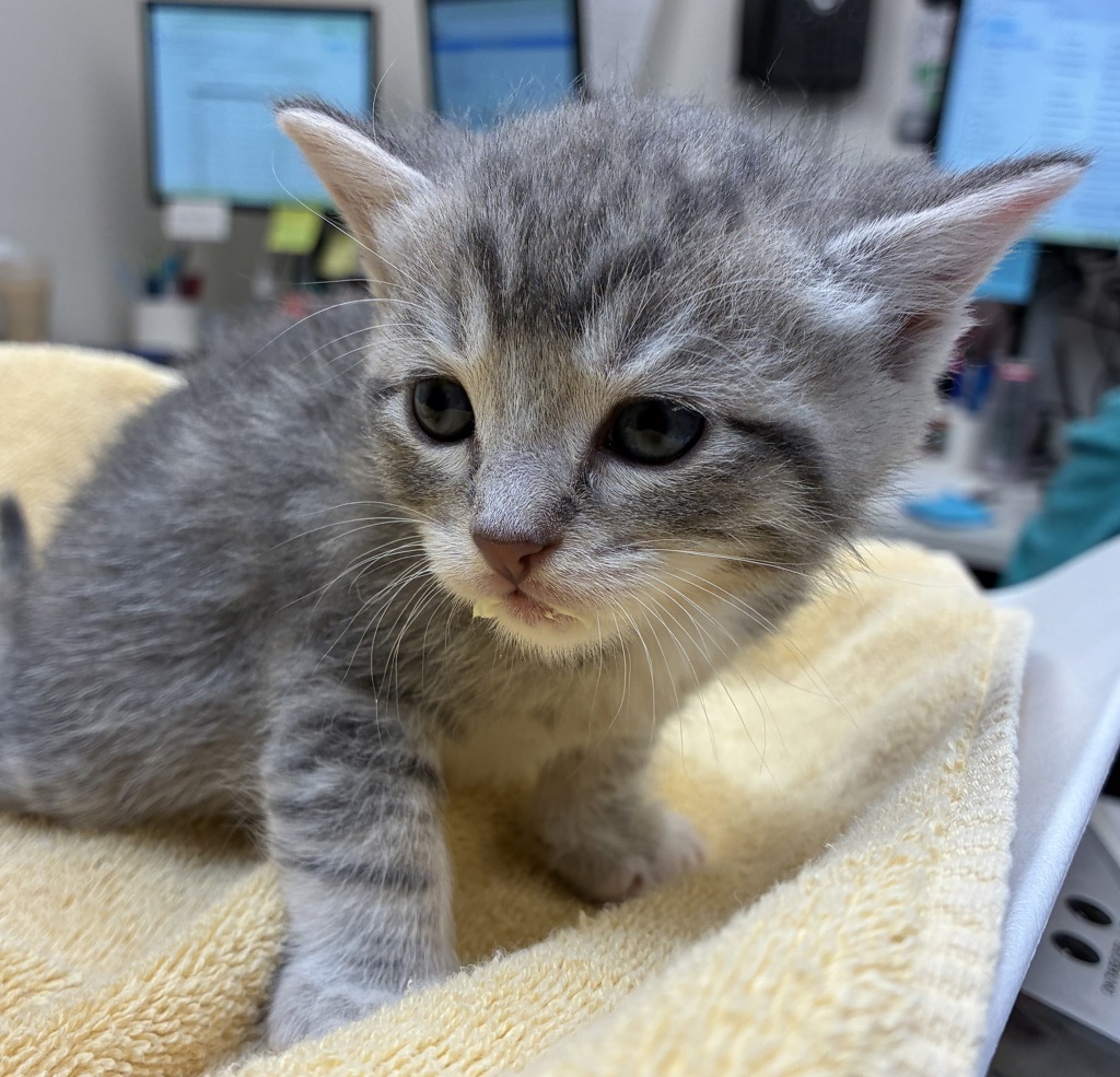 Shelter Stray Male Cat last seen SE Division & SE 130th, PORTLAND, OR, 97236, 1700 W Historic Columbia River Hwy, Troutdale, OR 97060, USA