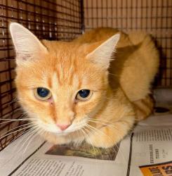 Shelter Stray Unknown Cat last seen Near Cabob Street, AUSTIN, TX, 78744, 7201 Levander Loop bldg a, Austin, TX 78702, USA