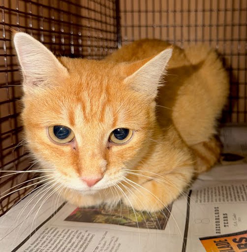 Shelter Stray Unknown Cat last seen Near Cabob Street, AUSTIN, TX, 78744, 7201 Levander Loop bldg a, Austin, TX 78702, USA