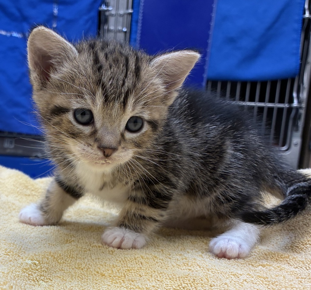 Shelter Stray Male Cat last seen SE Division & SE 130th, PORTLAND, OR, 97236, 1700 W Historic Columbia River Hwy, Troutdale, OR 97060, USA