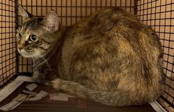 Shelter Stray Unknown Cat last seen Near Cabob Street, AUSTIN, TX, 78744, 7201 Levander Loop bldg a, Austin, TX 78702, USA