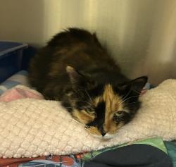Shelter Stray Female Cat last seen SE 30th and sE Stark, OR, 1700 W Historic Columbia River Hwy, Troutdale, OR 97060, USA