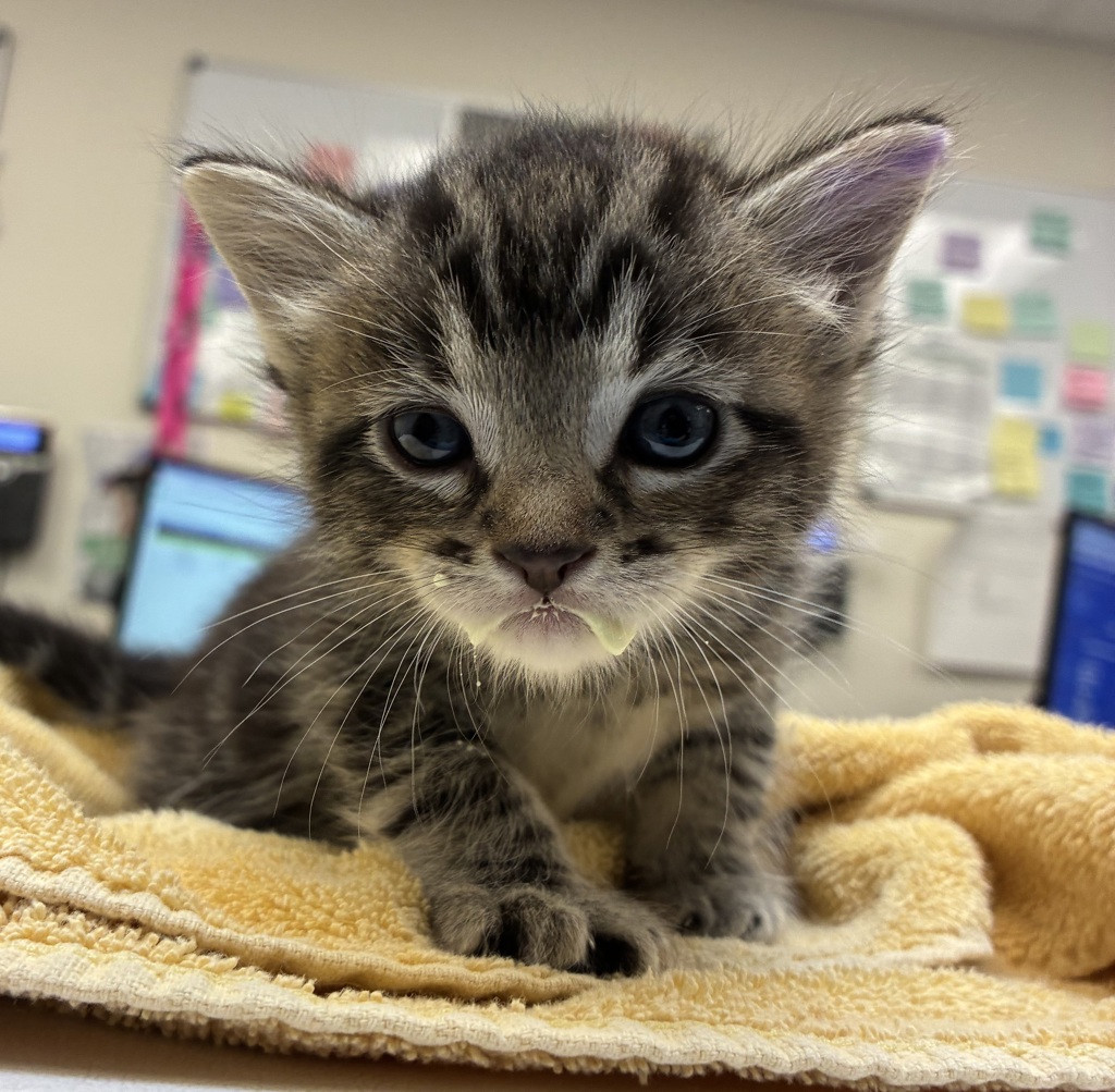 Shelter Stray Male Cat last seen SE Division & SE 130th, PORTLAND, OR, 97236, 1700 W Historic Columbia River Hwy, Troutdale, OR 97060, USA