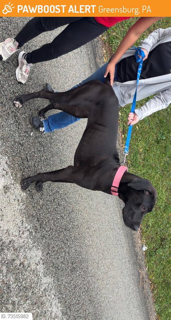 Found/Stray Female Dog last seen Near Zeller street Greensburg pa, Greensburg, PA 15601