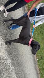 Found/Stray Female Dog last seen Near Zeller street Greensburg pa, Greensburg, PA 15601