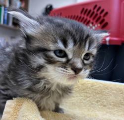 Shelter Stray Male Cat last seen SE Division & SE 130th, PORTLAND, OR, 97236, 1700 W Historic Columbia River Hwy, Troutdale, OR 97060, USA