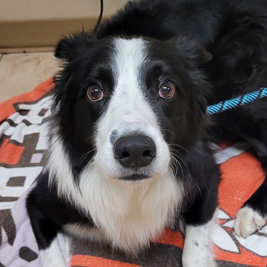 Shelter Stray Male Dog last seen SW 48th, OR, 1700 W Historic Columbia River Hwy, Troutdale, OR 97060, USA