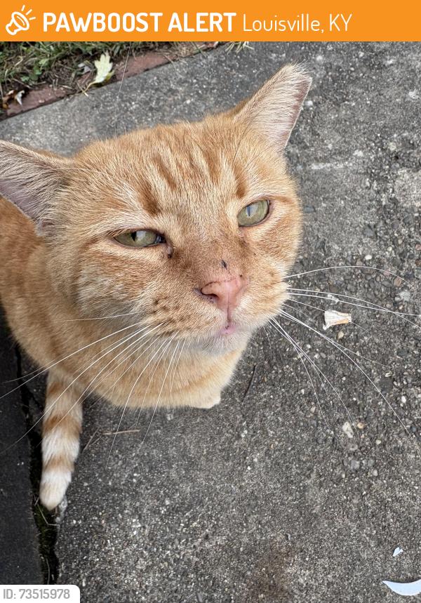 Found/Stray Unknown Cat last seen Colorado Avenue Phyliss Thornberry, Louisville, KY 40215