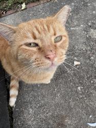 Found/Stray Unknown Cat last seen Colorado Avenue Phyliss Thornberry, Louisville, KY 40215