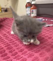 Shelter Stray Female Cat last seen Near Blackwood Common, LIVERMORE, CA, 94551, 4651 Gleason Dr, Dublin, CA 94568, USA