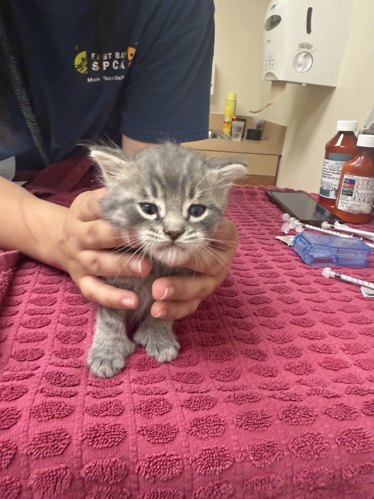Shelter Stray Male Cat last seen Near Blackwood Common, LIVERMORE, CA, 94551, 4651 Gleason Dr, Dublin, CA 94568, USA