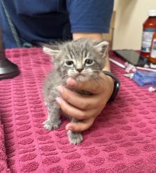 Shelter Stray Female Cat last seen Near Blackwood Common, LIVERMORE, CA, 94551, 4651 Gleason Dr, Dublin, CA 94568, USA