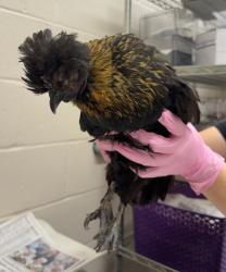 Shelter Stray Female Bird last seen 43rd Street, San Diego, CA, 92105, El Cajon, CA 92020, USA