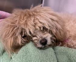 Shelter Stray Female Dog last seen 2nd and Wright St, Lakewood, CO, 80228, 580 McIntyre St, Golden, CO 80401, USA