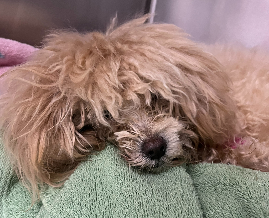 Shelter Stray Female Dog last seen 2nd and Wright St, Lakewood, CO, 80228, 580 McIntyre St, Golden, CO 80401, USA