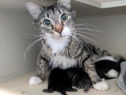 Shelter Stray Female Cat last seen Apt 2A,3461 Wilson Avenue, BRONX, NY, 10469, 326 E 110th St, New York, NY 10029, USA