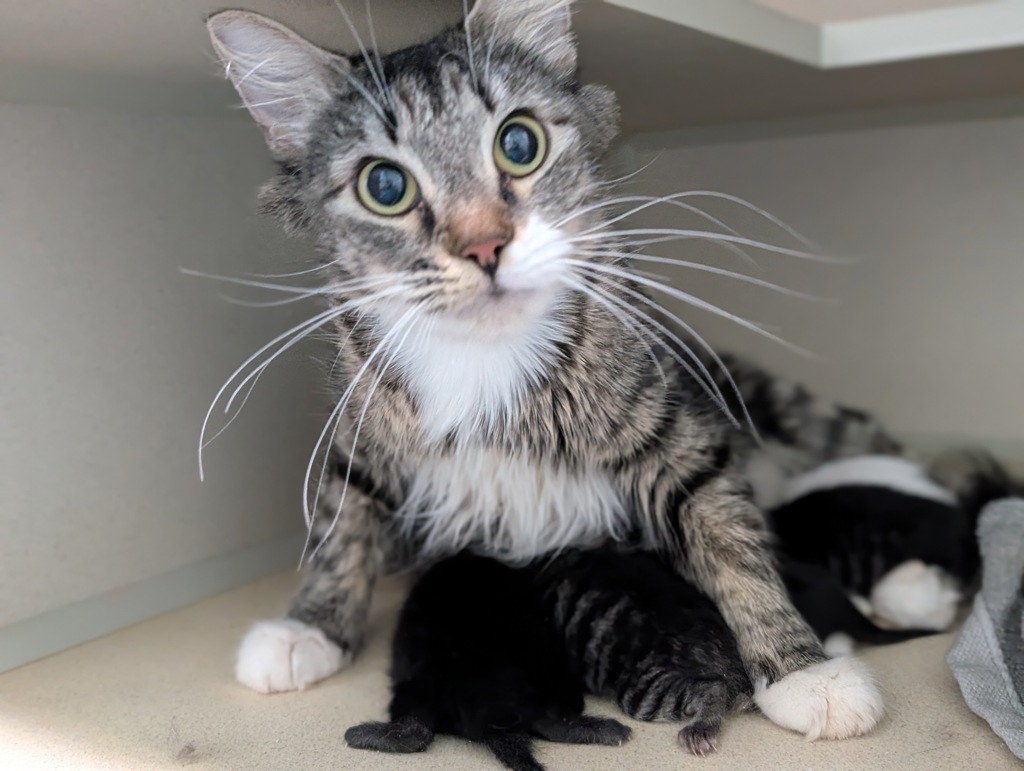 Shelter Stray Female Cat last seen Apt 2A,3461 Wilson Avenue, BRONX, NY, 10469, 326 E 110th St, New York, NY 10029, USA
