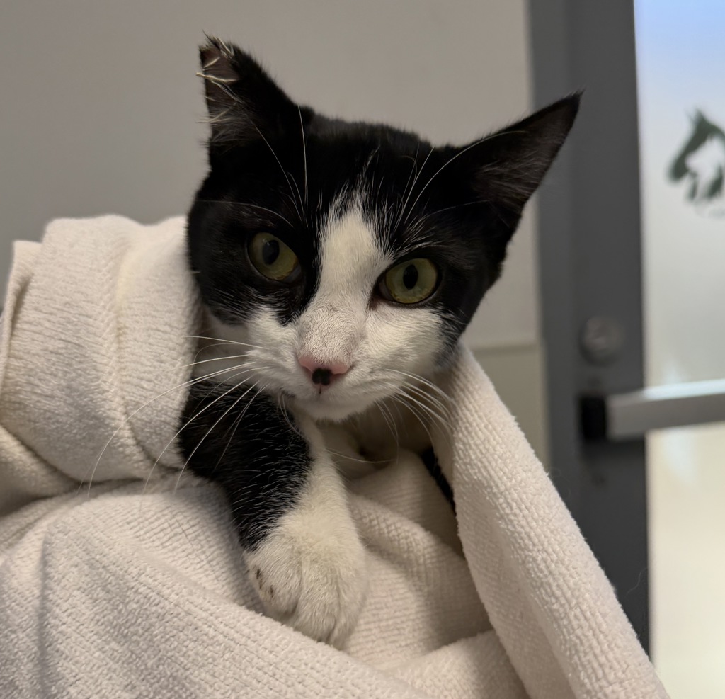 Shelter Stray Female Cat last seen Near Sun King Road, San Diego, CA, 92126, 5500 Gaines St, San Diego, CA 92110, USA