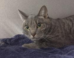 Shelter Stray Female Cat last seen Near Washington Avenue, BRONX, NY, 10451, 326 E 110th St, New York, NY 10029, USA
