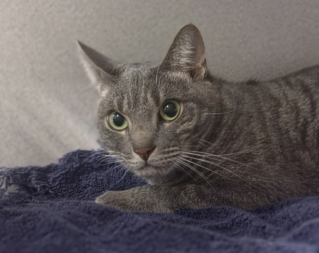Shelter Stray Female Cat last seen Near Washington Avenue, BRONX, NY, 10451, 326 E 110th St, New York, NY 10029, USA