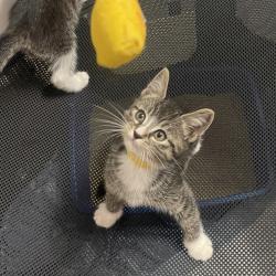 Shelter Stray Male Cat last seen Near Monticello Avenue, BRONX, NY, 10466, 326 E 110th St, New York, NY 10029, USA