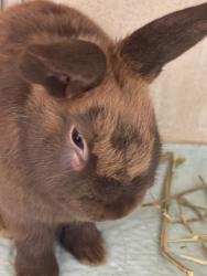 Shelter Stray Male Rabbit last seen Aqueduct Avenue, BRONX, NY, 10468, 326 E 110th St, New York, NY 10029, USA