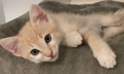 Shelter Stray Male Cat last seen Near Vis Santiago Street, Vista, CA, 92081, Oceanside, CA 92058, USA