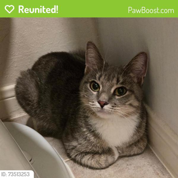 Reunited Female Cat last seen E Copper Lakes Dr, Houston, TX 77095