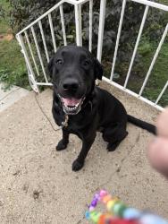 Reunited Male Dog last seen W liberty and manss, Cincinnati, OH 45205