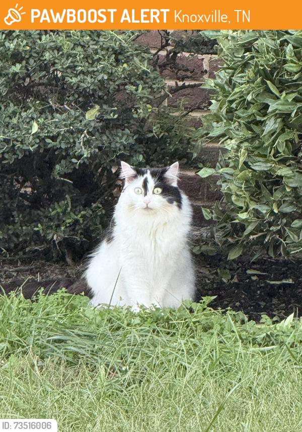 Found/Stray Unknown Cat last seen Near a home with another cat inside on city dweller way, Knoxville, TN 37921