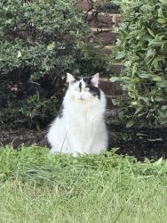 Found/Stray Unknown Cat last seen Near a home with another cat inside on city dweller way, Knoxville, TN 37921