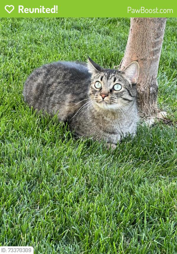 Reunited Male Cat last seen Stone Creek Canyon, West Haven, UT 84401