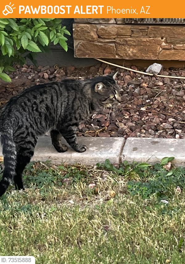Found/Stray Male Cat last seen McDowell and 40th st, Phoenix, AZ 85008