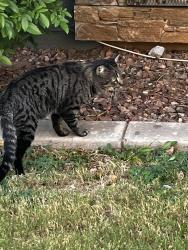Found/Stray Male Cat last seen McDowell and 40th st, Phoenix, AZ 85008