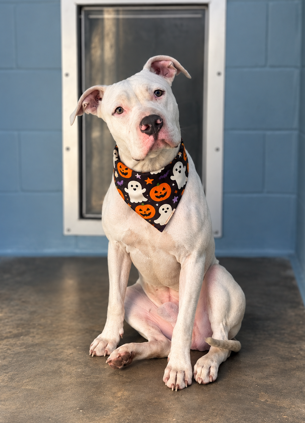Shelter Stray Male Dog last seen Near S Pierce Street, LAFAYETTE, LA, 70501, 410 Dugas Rd, Lafayette, LA 70507, USA