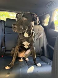Found/Stray Male Dog last seen NW 35 St and NW 22 Ave, Miami, FL 33142
