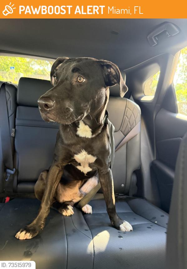 Found/Stray Male Dog last seen NW 35 St and NW 22 Ave, Miami, FL 33142