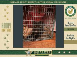 Shelter Stray Female Cat last seen Near Secluded Way, TITUSVILLE, FL, 32780, 5100 W Eau Gallie Blvd, Melbourne, FL 32934, USA