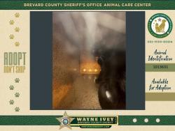 Shelter Stray Female Cat last seen Near Secluded Way, TITUSVILLE, FL, 32780, 5100 W Eau Gallie Blvd, Melbourne, FL 32934, USA