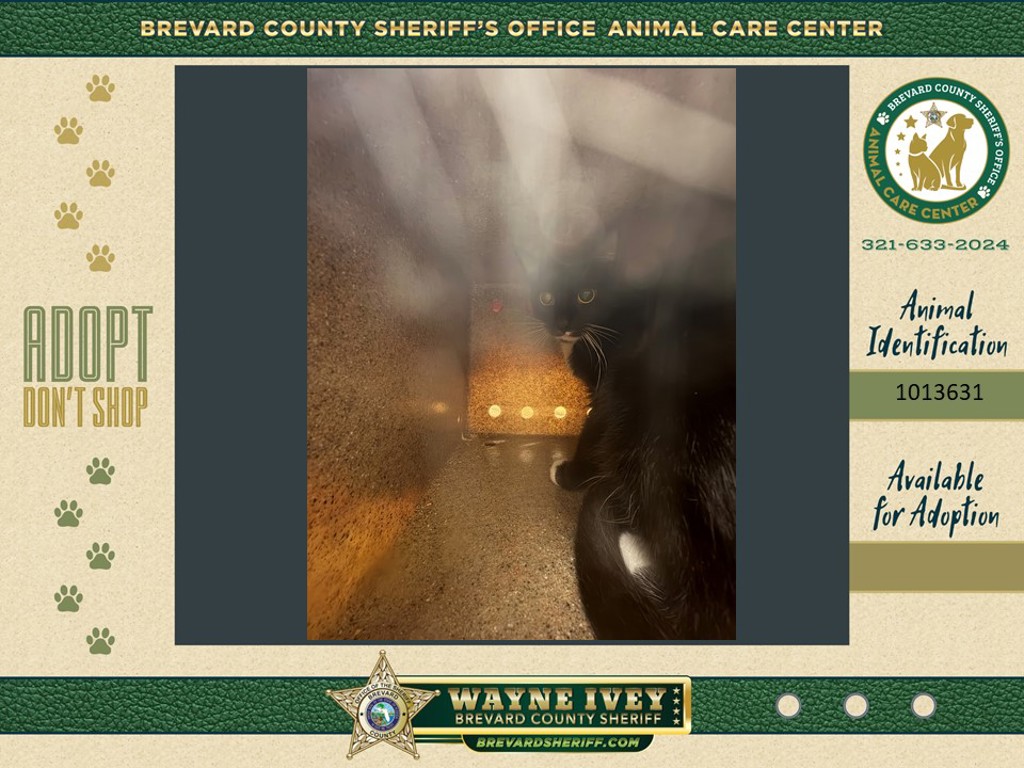 Shelter Stray Female Cat last seen Near Secluded Way, TITUSVILLE, FL, 32780, 5100 W Eau Gallie Blvd, Melbourne, FL 32934, USA