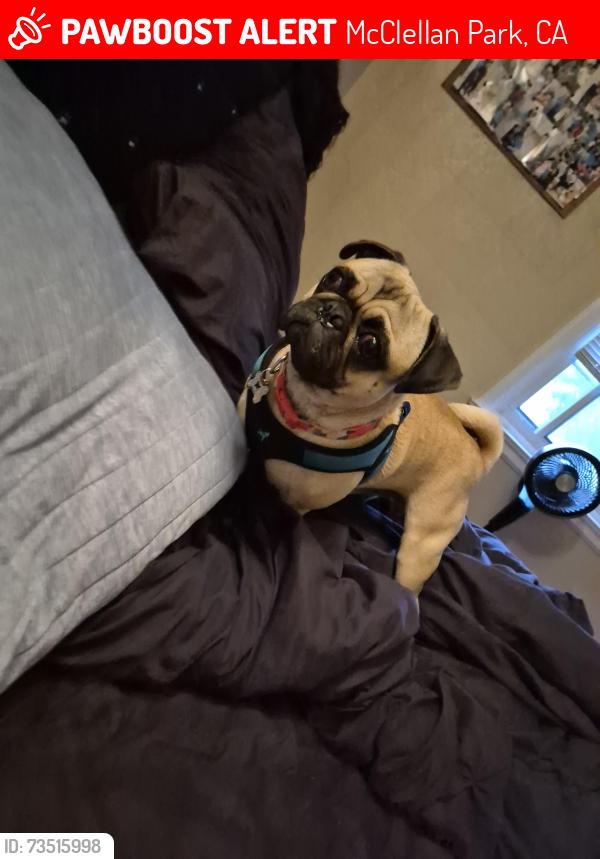 Lost Male Dog last seen Dudley blvd, McClellan Park, CA 95660