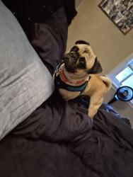 Lost Male Dog last seen Dudley blvd, McClellan Park, CA 95660