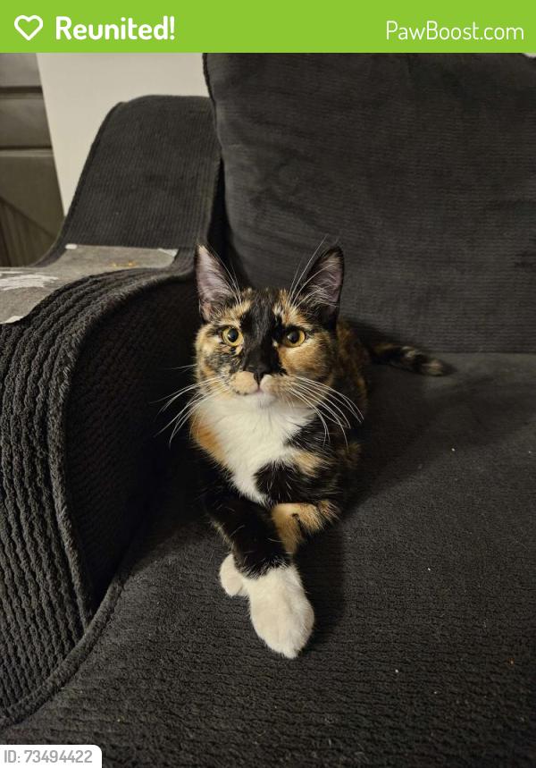 Reunited Female Cat last seen Near Ocala Ct, Chula Vista, CA 91911, USA, Chula Vista, CA 91911