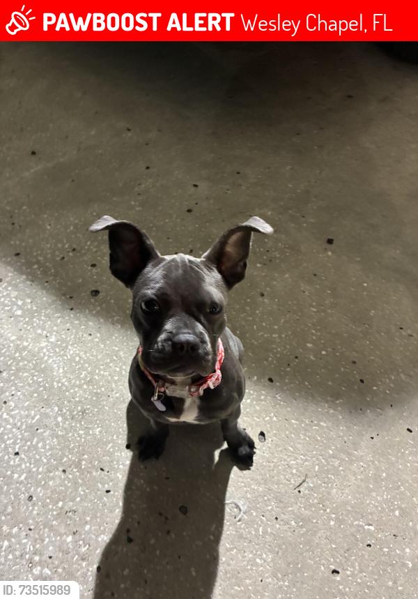 Lost Female Dog last seen CVs- county line rd Wesley chapel, Wesley Chapel, FL 33543